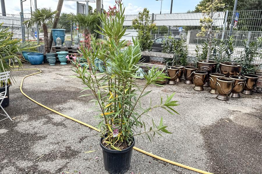 Oleander Nerium oleander